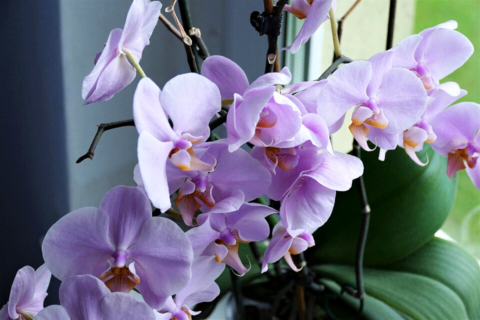 Blossom bloom houseplant