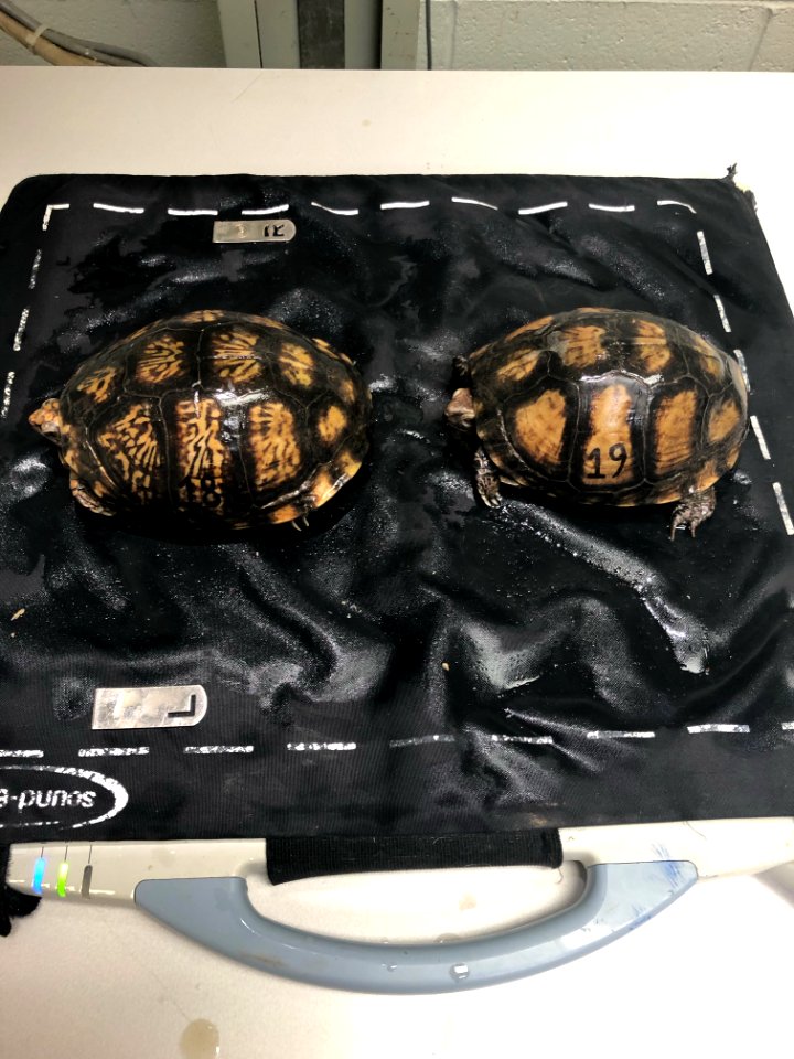 Mexican box turtles at Memphis Zoo (51191758443)
