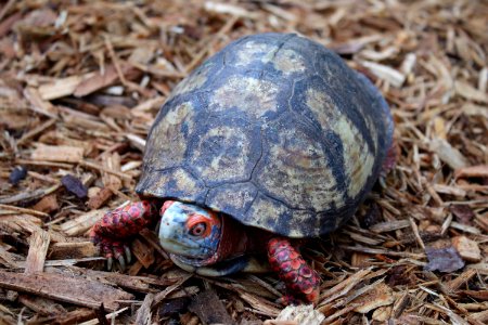 Mexican Box Turtle (51194221099)