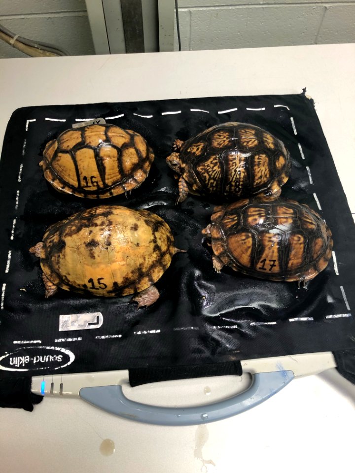 Mexican box turtles at Memphis Zoo (51191542906)