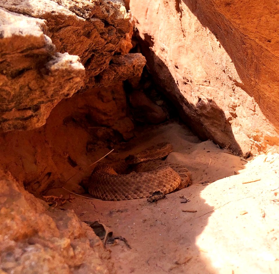 Midget faded rattlesnake (51388370861)