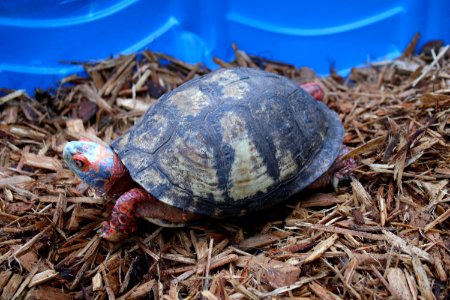 Mexican Box Turtle (51193449431)