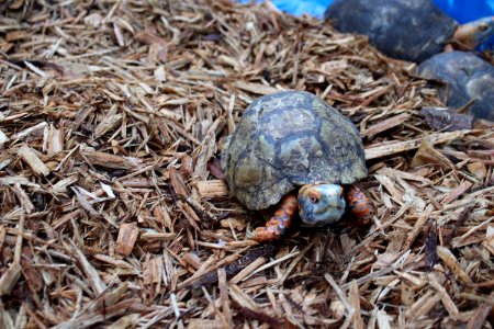 Mexican Box Turtle (51194512650)