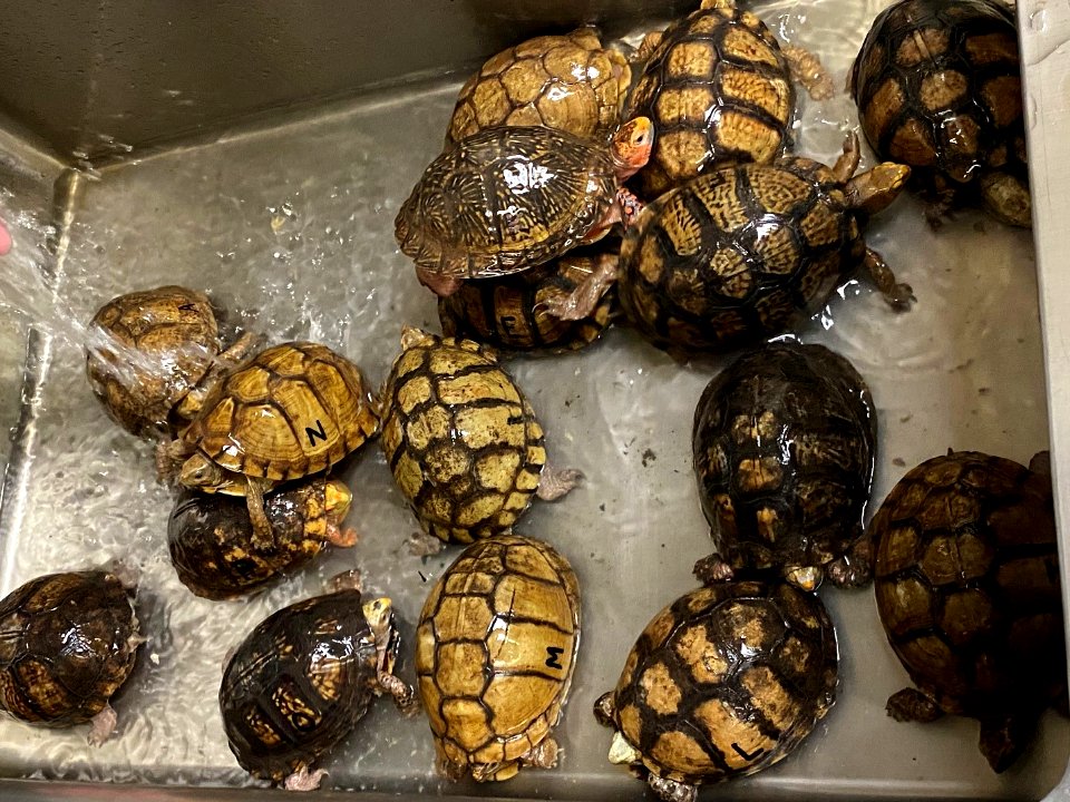 Mexican box turtles being watered before transfer to the Memphis zoo. (51187766993)