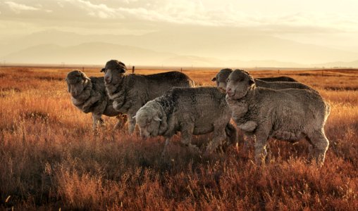 Merino Sheep (50983026983)
