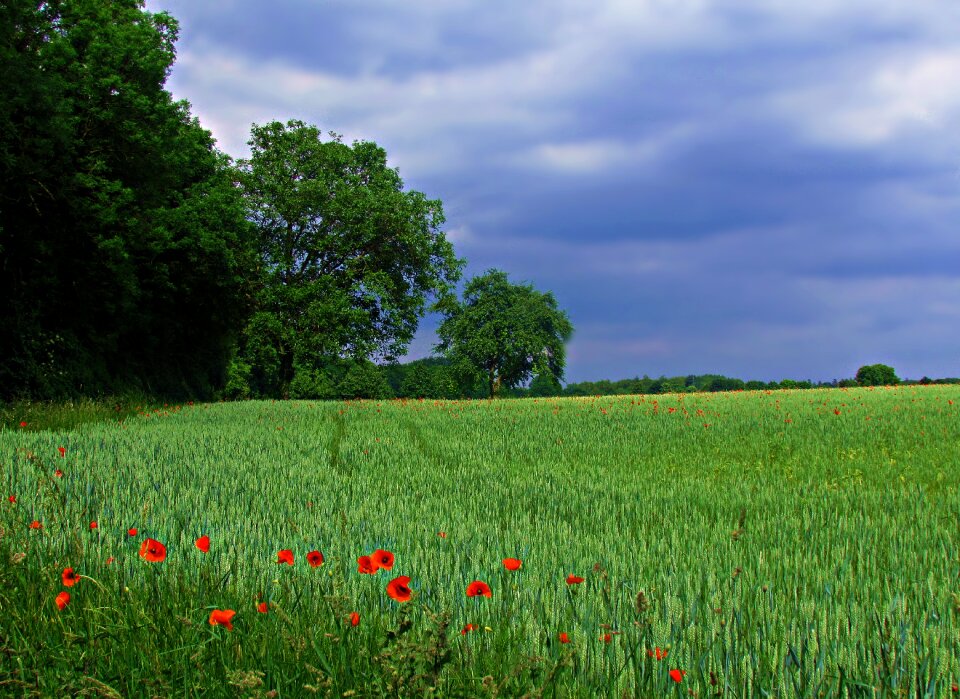 Landscape nature spring