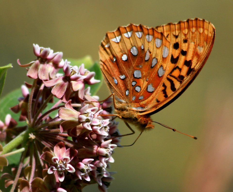Milkweed (1289829707)