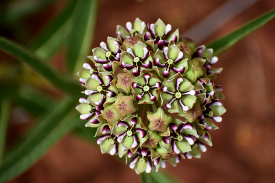Milkweed bloom (35678011245)