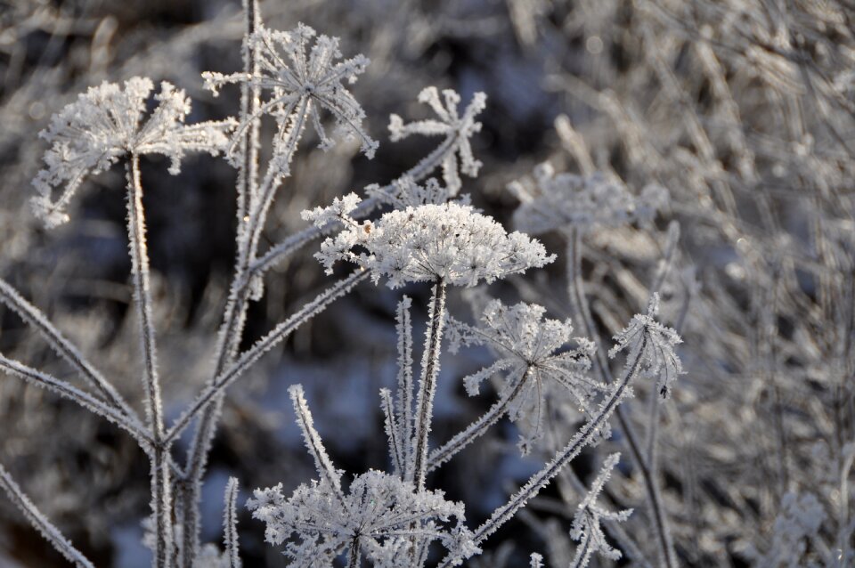 Season frost close up