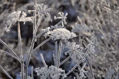 Season frost close up