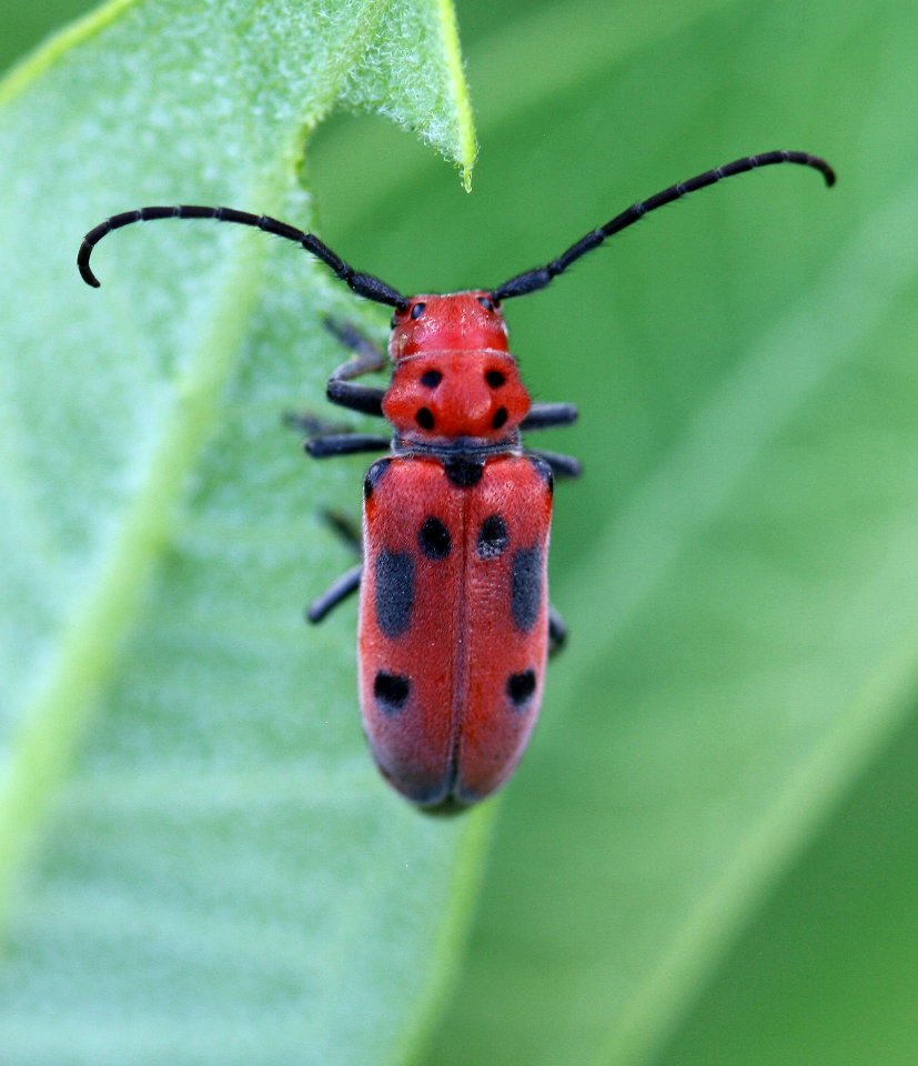 Milkweed longhorn beetle (3702733626)