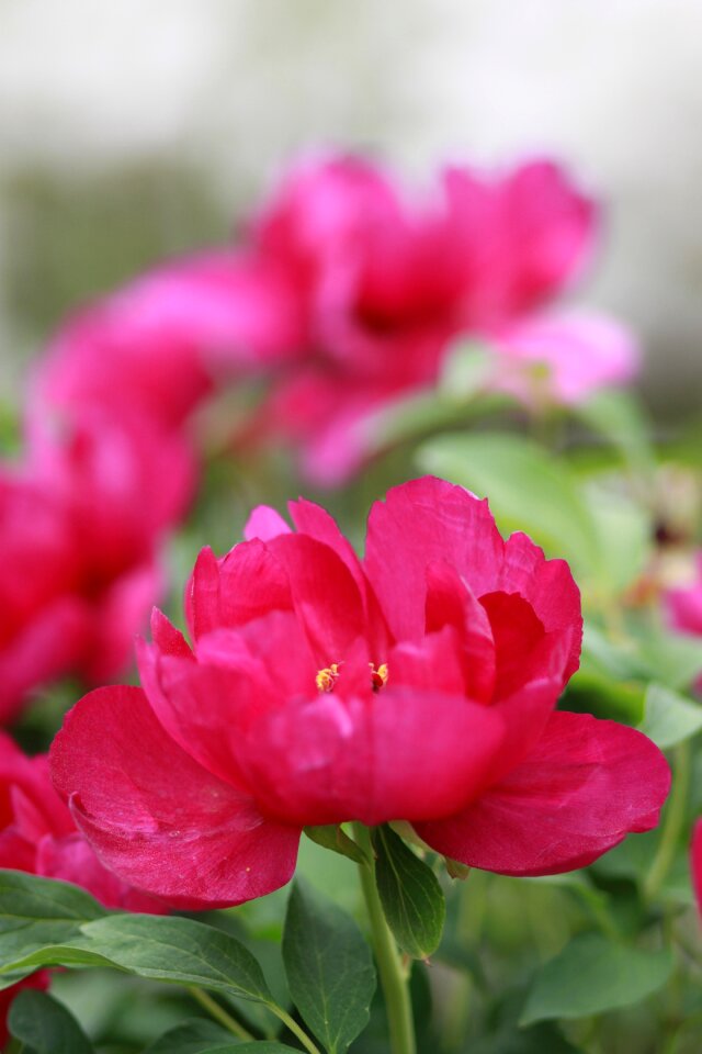 Flowers petal leaf photo