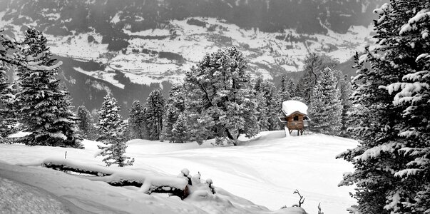 Trees winter conifer