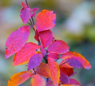 Leaves yellow red