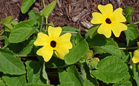 Annual climbing plant