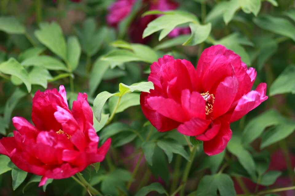 Flowers petal leaf photo