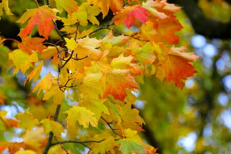Leaves yellow red