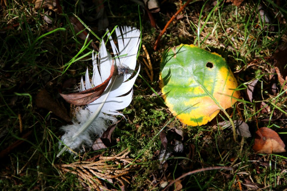 Nature leaves fall