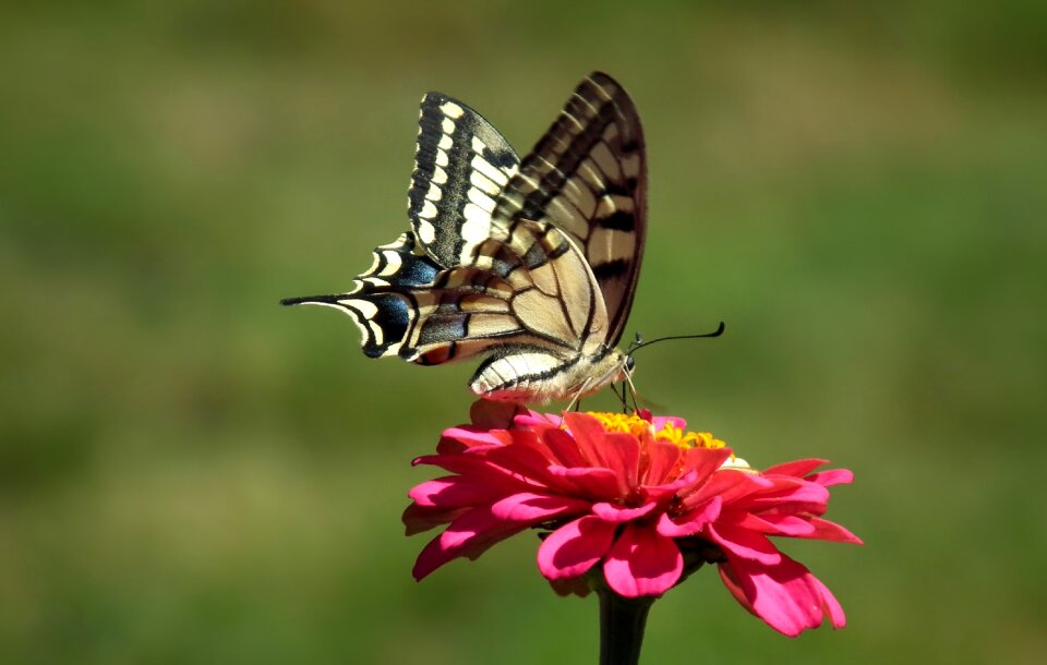 Light insect at the court of