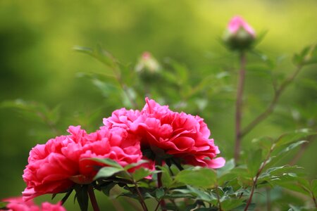 Flowers petal leaf photo