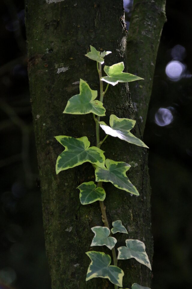 Nature plant tree