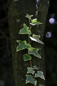 Nature plant tree