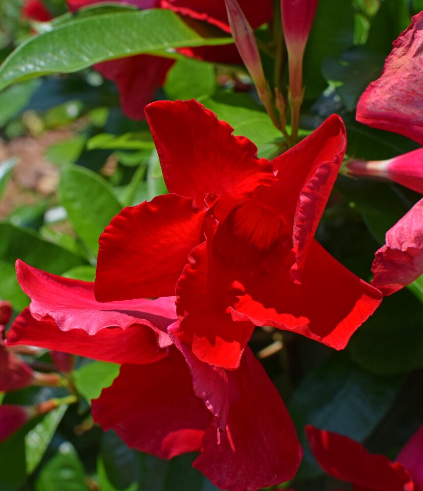 Blossom bloom vine
