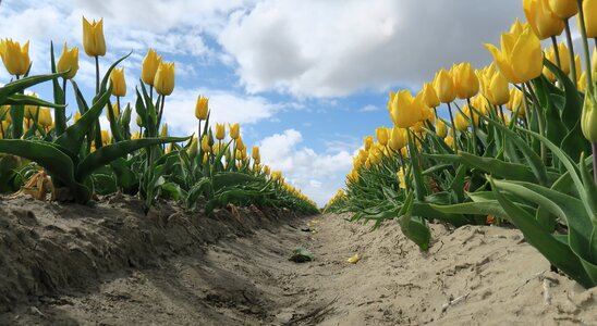 Spring netherlands tulip photo