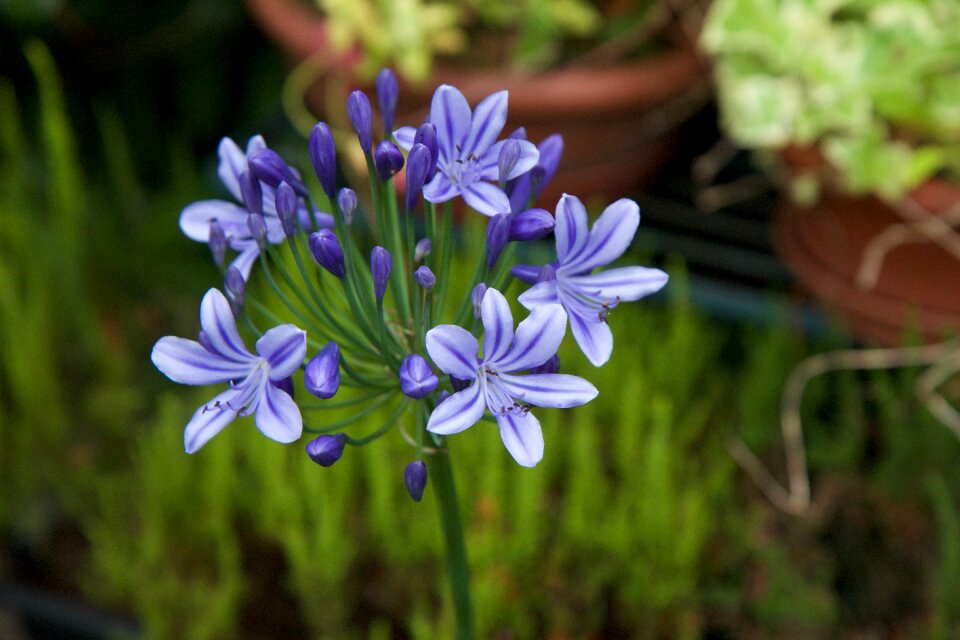 Purple flower nature plants flowering