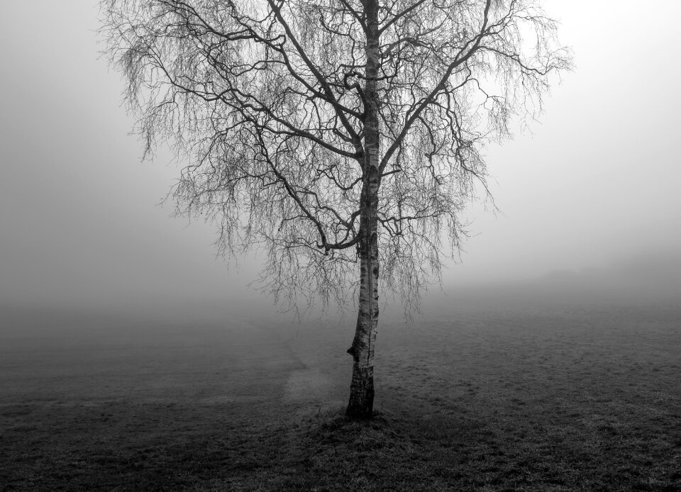Nature grass black and white