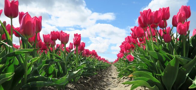 Flower netherlands red tulip photo