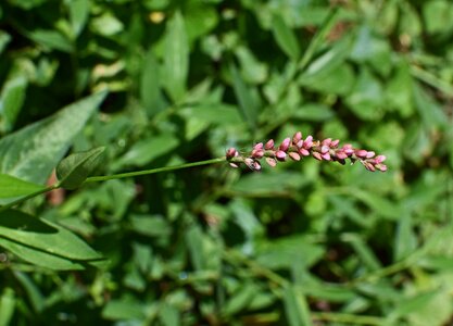 Polygonum pensylvanicum flower blossom