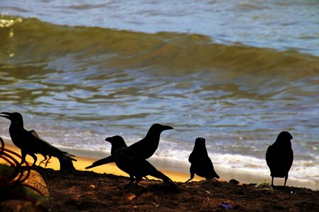 Water birds sand