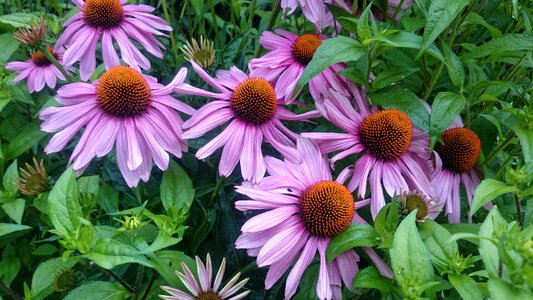 Violet full bloom plants