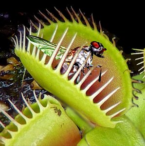 Catch insect carnivorous photo