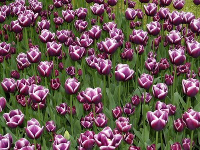Flowers tulips nature