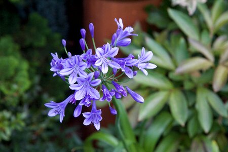 Purple flower plant flowering photo
