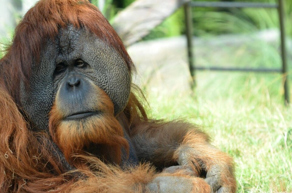 Primate mammal orangutan