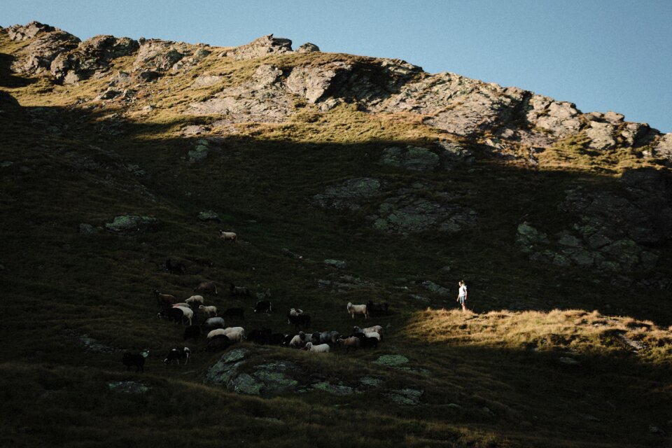Highland sheep animal