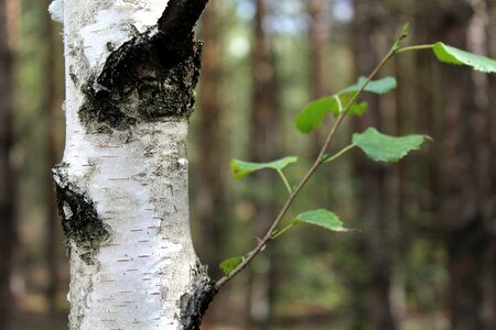 Tree nature foliage photo