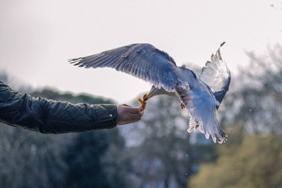 Animal fly man