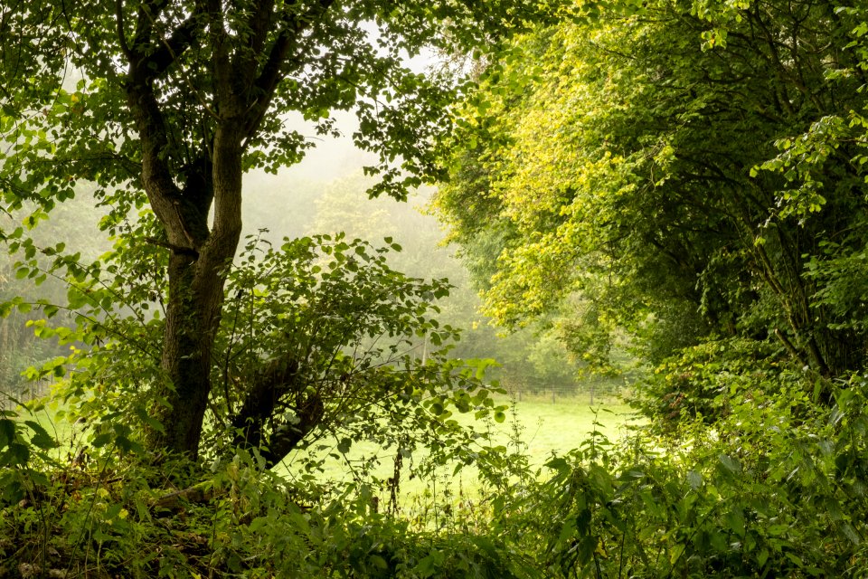 Mist, Rhydymwyn area, N Wales, UK, 2021. (51515124553)