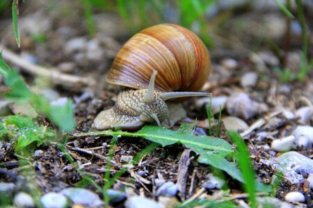 Mollusk slowly reptile