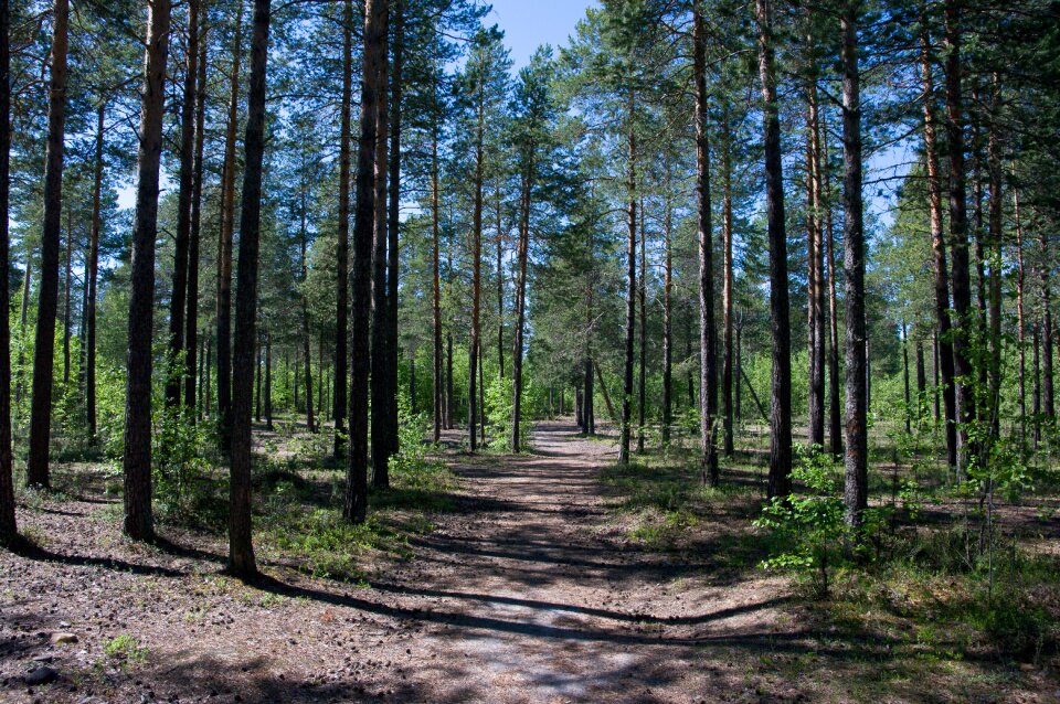 Sosnovyi bor north forest