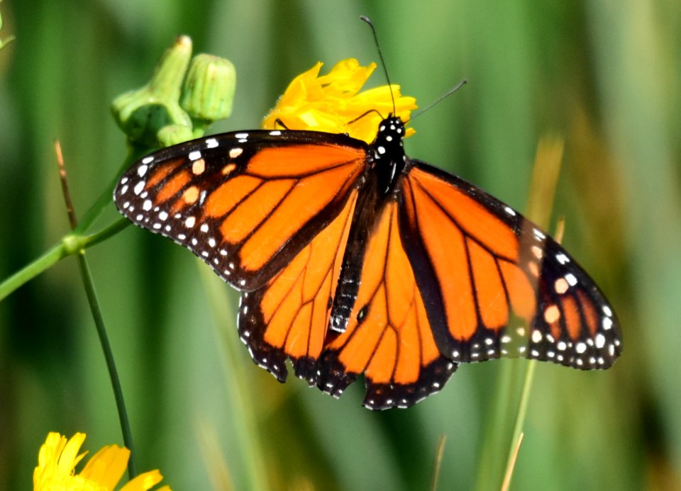 Monarch butterfly at Seedskadee National Wildlife Refuge (51370504168)