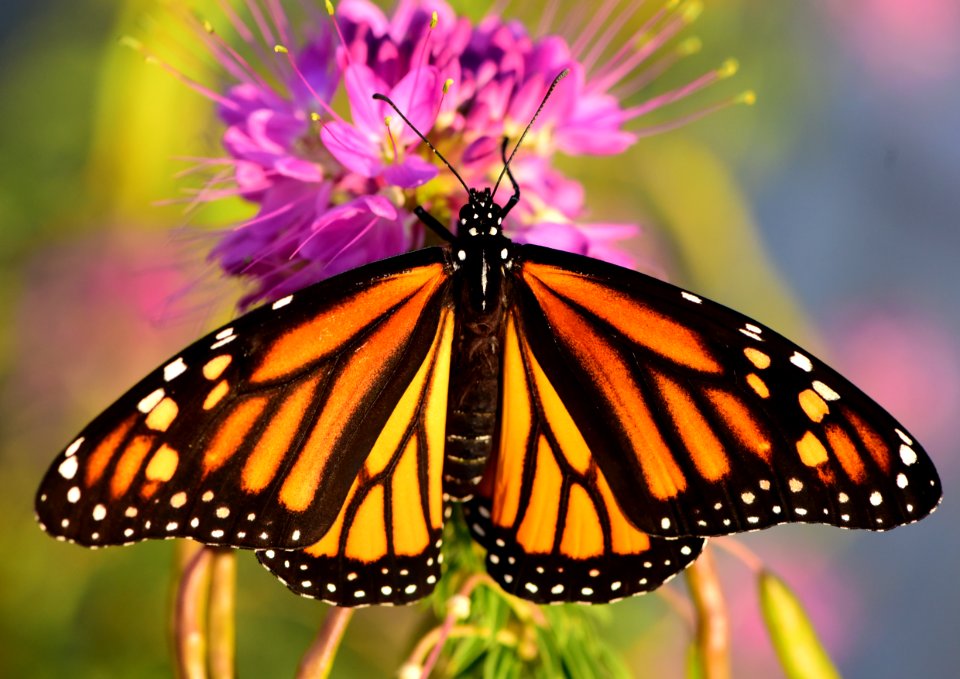 Monarch butterfly at Seedskadee National Wildlife Refuge (51403549447)
