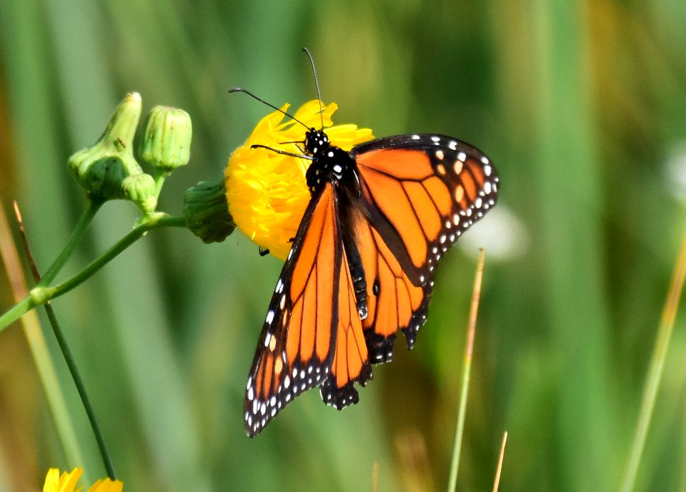 Monarch butterfly at Seedskadee National Wildlife Refuge (51371280315)