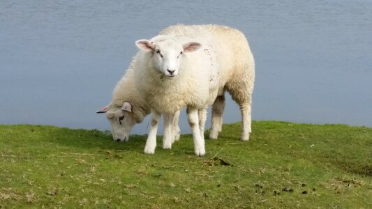 Animals agriculture graze