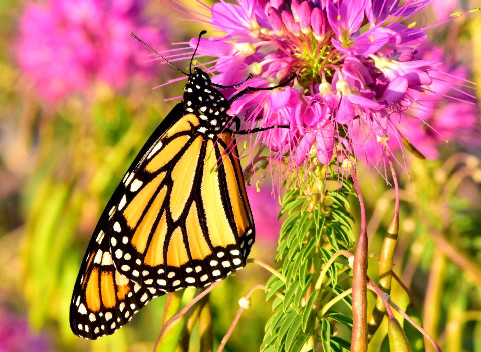 Monarch butterfly at Seedskadee National Wildlife Refuge (51405284500)