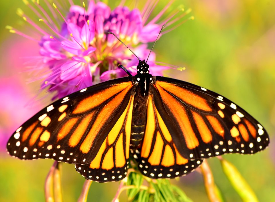 Monarch butterfly at Seedskadee National Wildlife Refuge (51403535427)